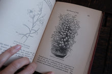 Field Flowers by Shirley Hibberd (not collectible)