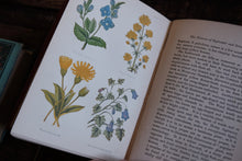 Field Flowers by Shirley Hibberd (not collectible)