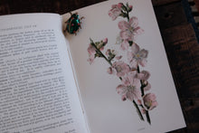 Fragrant Flowers and Leaves