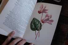 Fragrant Flowers and Leaves