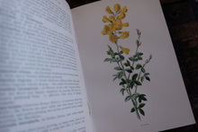 Fragrant Flowers and Leaves