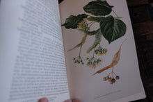 Fragrant Flowers and Leaves