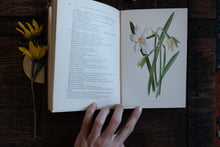 Fragrant Flowers and Leaves