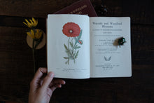 Complete of Set of 3 Wayside and Woodland Blossoms