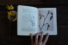 Wayside & Woodland Trees