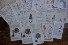 Vintage Floral Set for Junk Journaling/Scrapbooking