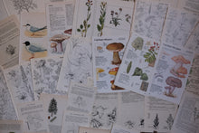 Vintage Floral Set for Junk Journaling/Scrapbooking