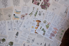 Vintage Floral Set for Junk Journaling/Scrapbooking