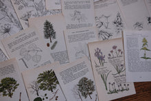 Vintage Floral Set for Junk Journaling/Scrapbooking