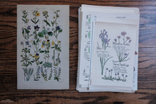 Vintage Floral Set for Junk Journaling/Scrapbooking