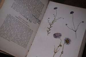 1900s Flowers of the Field