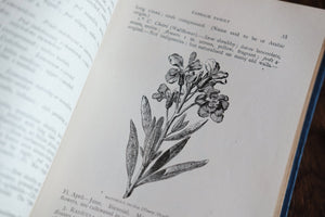 1900s Flowers of the Field