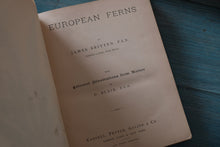 European Ferns by James Britten