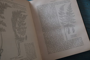 European Ferns by James Britten