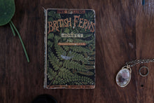 British Ferns by Thomas Moore