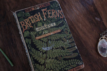 British Ferns by Thomas Moore