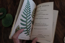 British Ferns by Thomas Moore