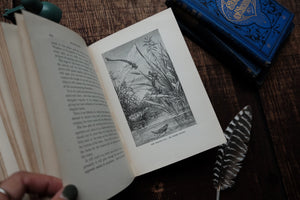 Half Hours with a Naturalist - Rambles Near the Shore