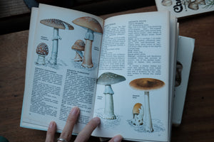 Compact Guide to Mushrooms and Toadstools