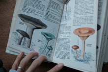 Compact Guide to Mushrooms and Toadstools