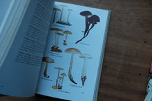 Collins Guide to Mushrooms and Toadstools