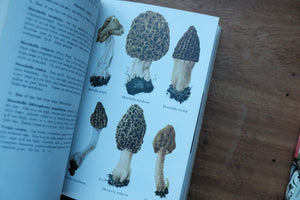 Collins Guide to Mushrooms and Toadstools