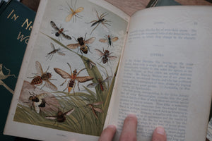 Sketches of British Insects