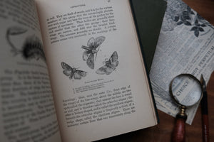 Sketches of British Insects