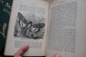 Sketches of British Insects