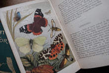 Sketches of British Insects