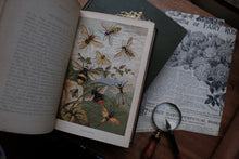 Sketches of British Insects