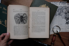 Sketches of British Insects