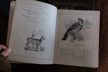 Natural History Stories For My Juvenile Friends