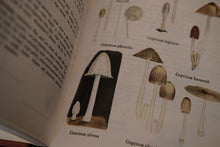 Collins Guide to Mushrooms and Toadstools