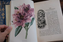Set of 3 Familiar Garden Flowers by Edward Hulme