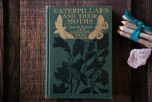 Caterpillars and Their Moths