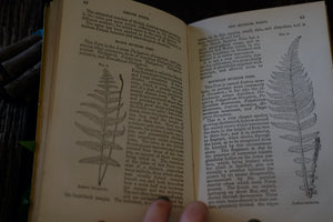 British Ferns by Thomas Moore