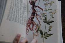 Herbs - A Concise Guide in Color