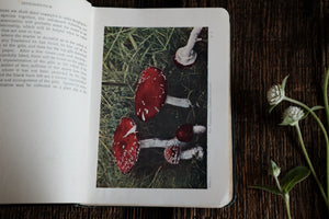 Toadstools and Mushrooms of the Countryside