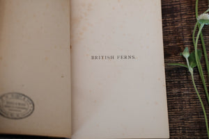 British Ferns by Mrs. Lankester