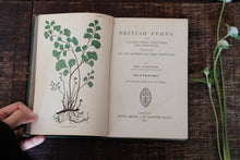 British Ferns by Mrs. Lankester