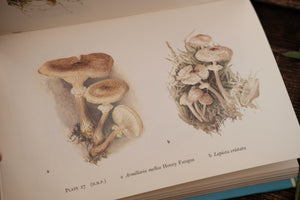 Wayside and Woodland Fungi