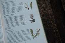 Nature Field Series - Wild Flowers, Grasses, Ferns, Fungi, Trees
