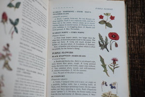 Nature Field Series - Wild Flowers, Grasses, Ferns, Fungi, Trees