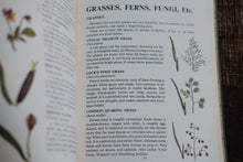 Nature Field Series - Wild Flowers, Grasses, Ferns, Fungi, Trees