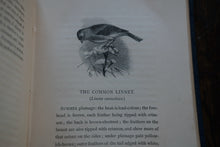 1870s Out Door Common Birds