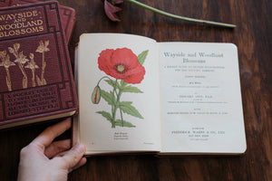 Complete of Set of Wayside and Woodland Blossoms