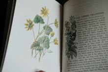 Full set of 8 Familiar Wild Flowers books by Edward Hulme