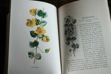 Full set of 8 Familiar Wild Flowers books by Edward Hulme