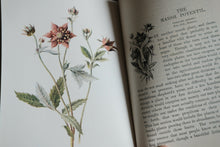 Full set of 8 Familiar Wild Flowers books by Edward Hulme